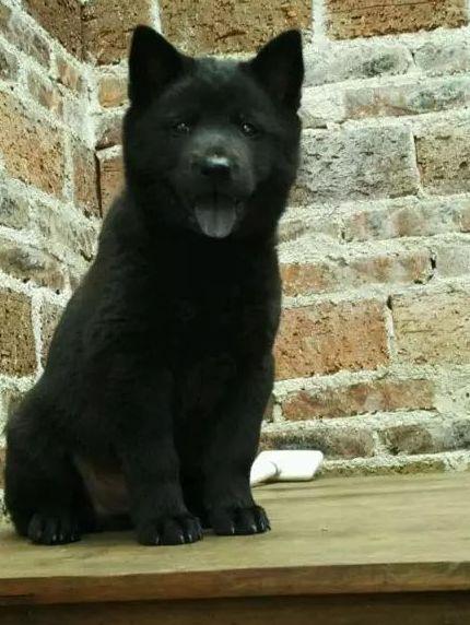 中华田园犬价格，科技融合传统，开启全新生活纪元体验
