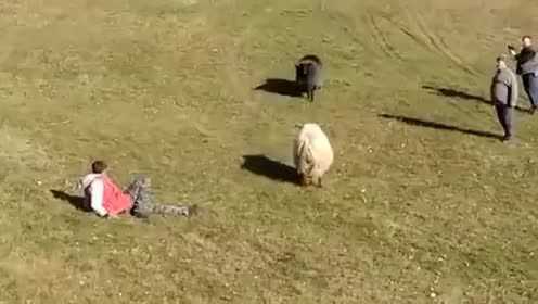 公羊斗殴震撼纪实，自然争斗的瞬间之美